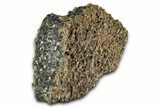 Fossil Freshwater Snails (Elimia) In Limestone - Wyoming #325730-2